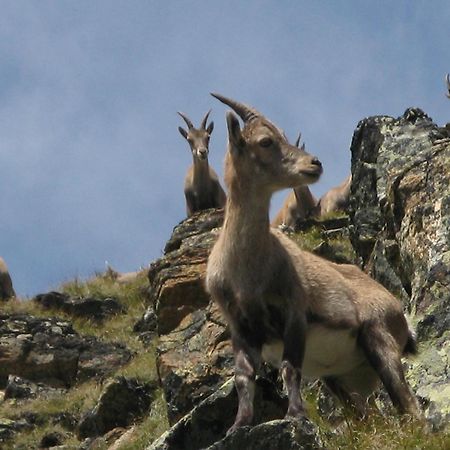 Silva Peak Residences Galtuer - Paznaun - Inkl Premium Silvretta Card Bagian luar foto